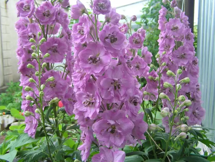 Delphinium: засаждане, отглеждане и грижи