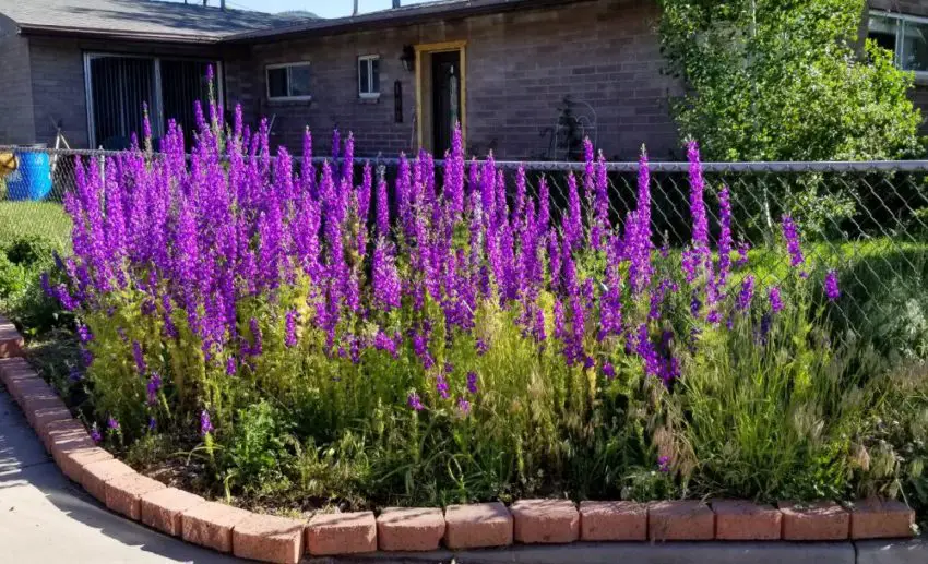 Delphinium: засаждане, отглеждане и грижи