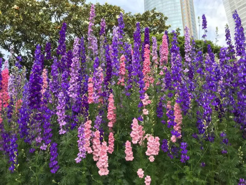 Delphinium: засаждане, отглеждане и грижи