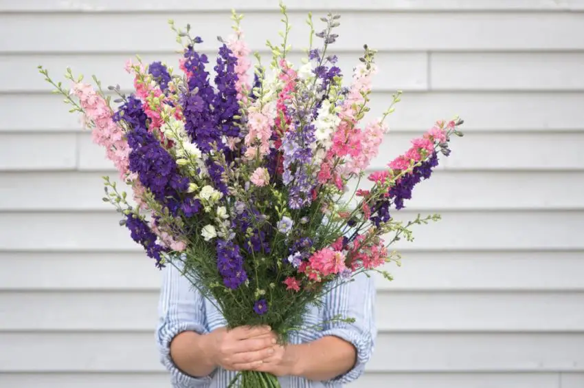 Delphinium: засаждане, отглеждане и грижи