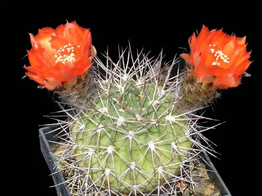 Acanthocalycium: видове, засаждане, грижа и размножаване