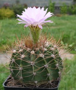 Acanthocalycium: видове, засаждане, грижа и размножаване