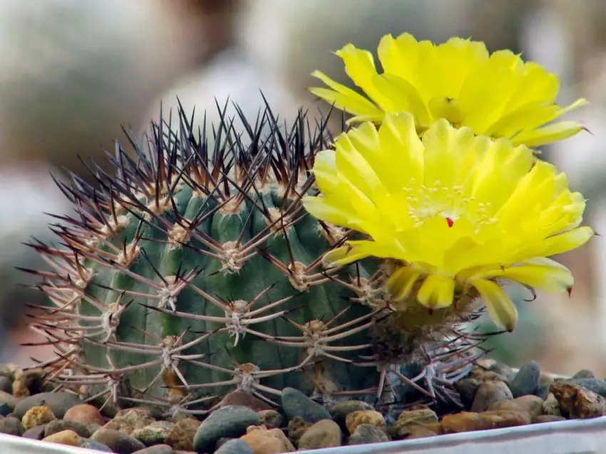 Acanthocalycium: видове, засаждане, грижа и размножаване