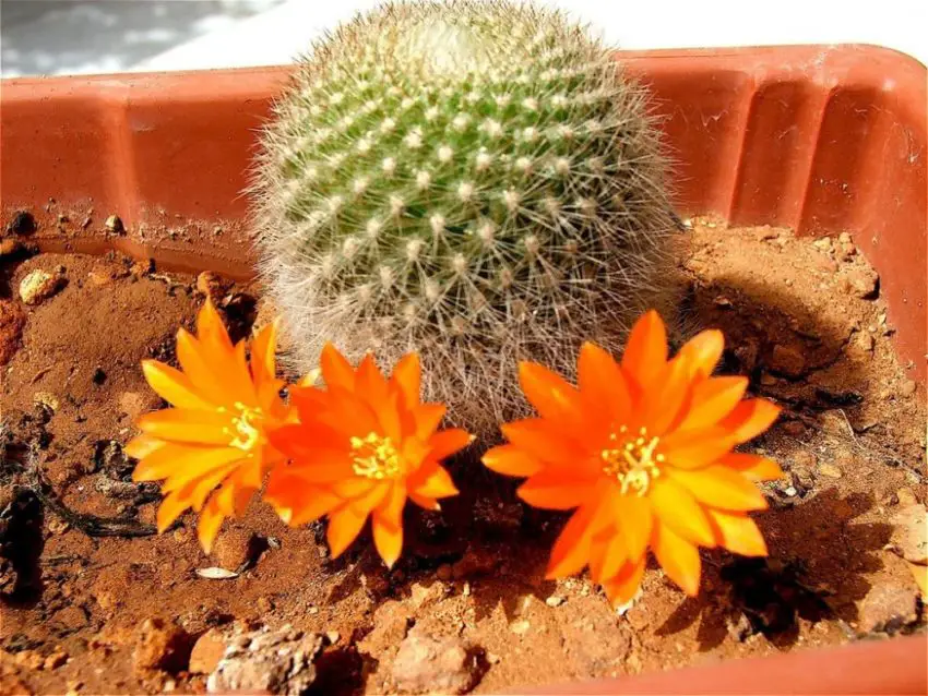 Acanthocalycium: видове, засаждане, грижа и размножаване