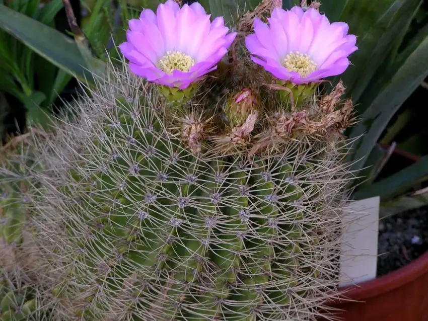 Acanthocalycium: видове, засаждане, грижа и размножаване