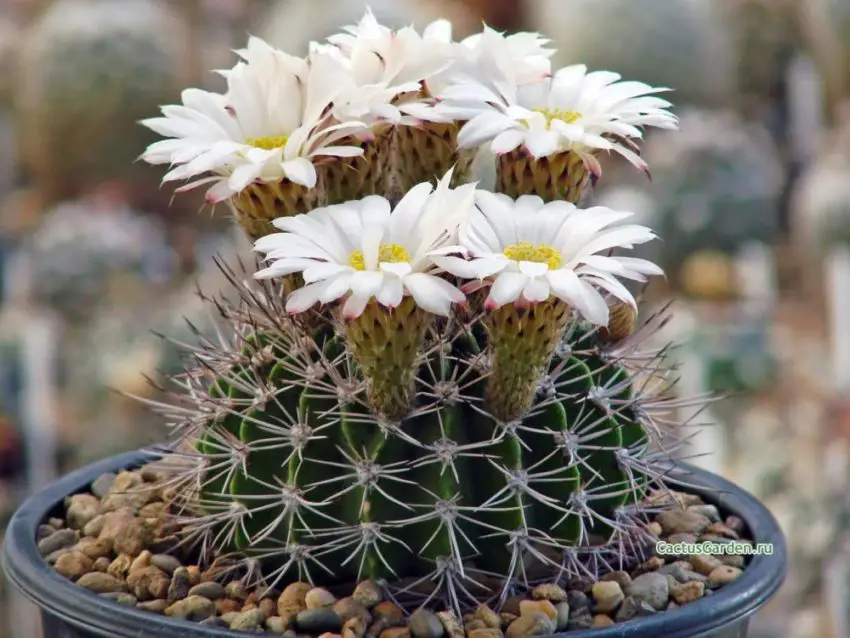 Acanthocalycium: видове, засаждане, грижа и размножаване