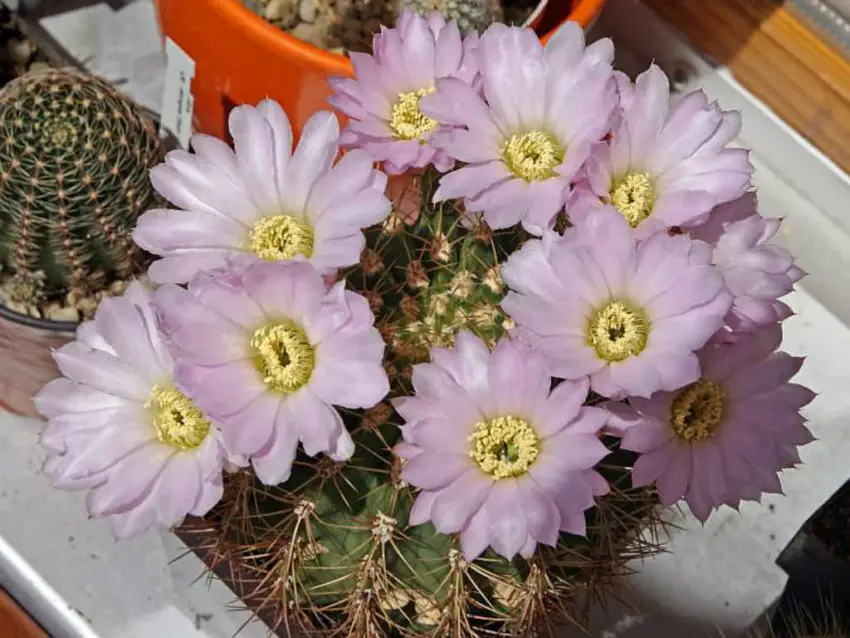 Acanthocalycium: видове, засаждане, грижа и размножаване