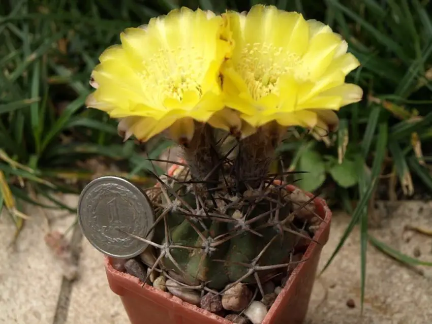 Acanthocalycium: видове, засаждане, грижа и размножаване