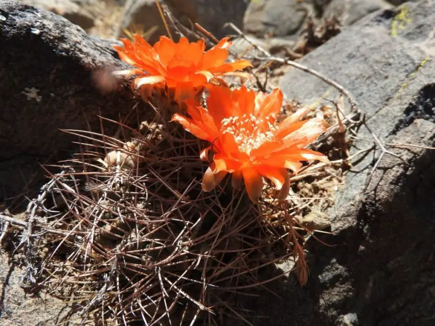 Acanthocalycium: видове, засаждане, грижа и размножаване