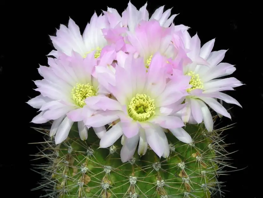 Acanthocalycium: видове, засаждане, грижа и размножаване