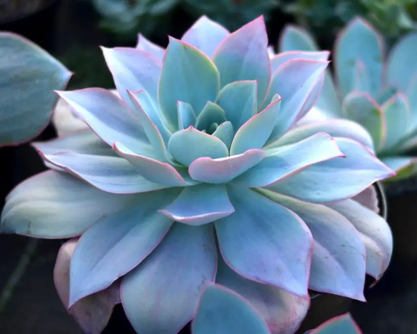 Echeveria: популярни видове, грижа и размножаване