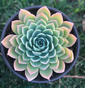 Echeveria: популярни видове, грижа и размножаване