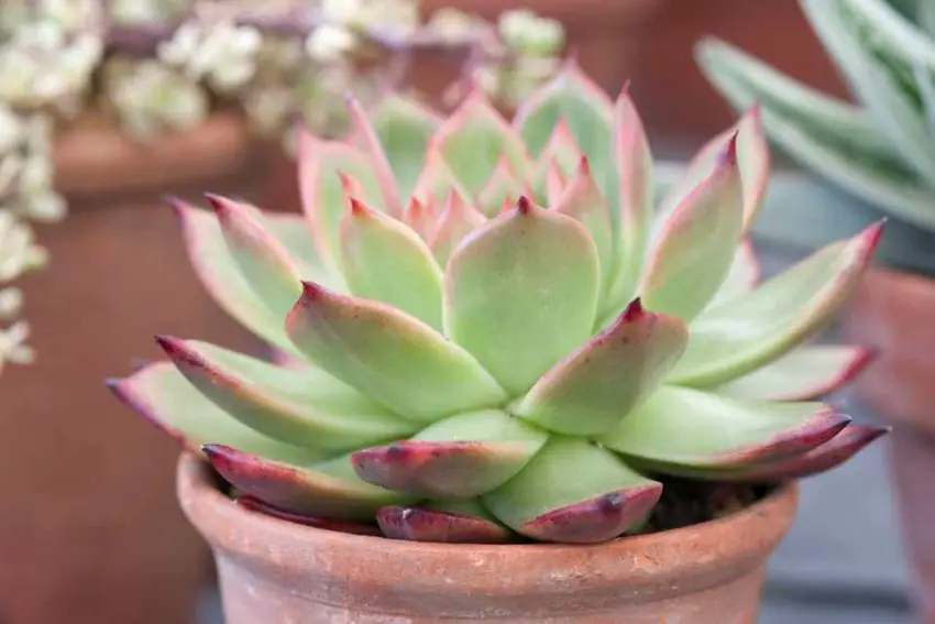 Echeveria: популярни видове, грижа и размножаване