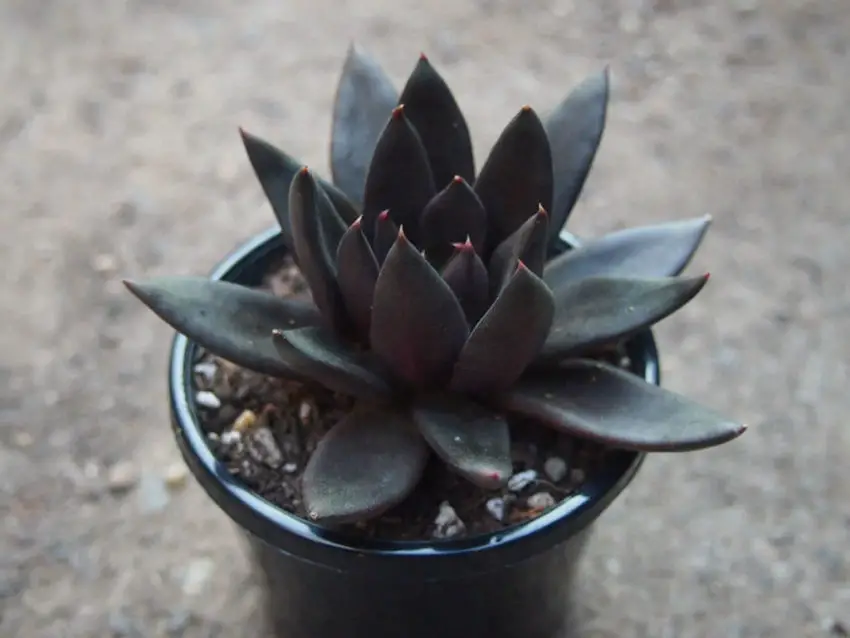 Echeveria: популярни видове, грижа и размножаване