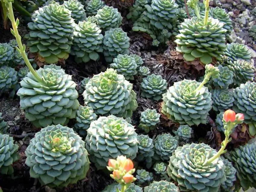 Echeveria: популярни видове, грижа и размножаване