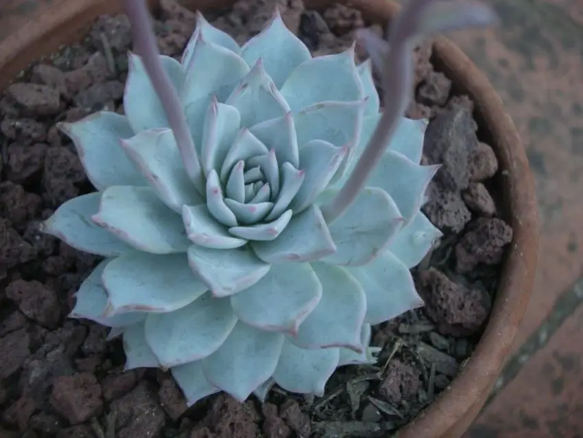 Echeveria: популярни видове, грижа и размножаване