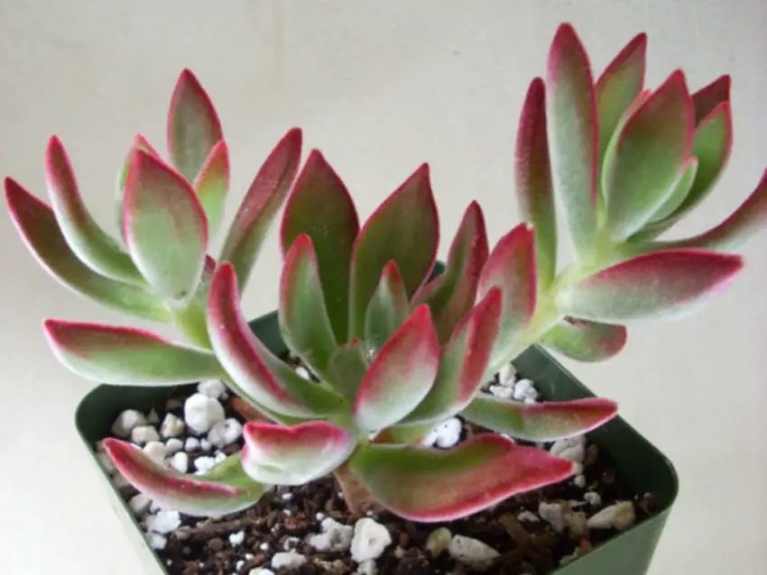 Echeveria: популярни видове, грижа и размножаване