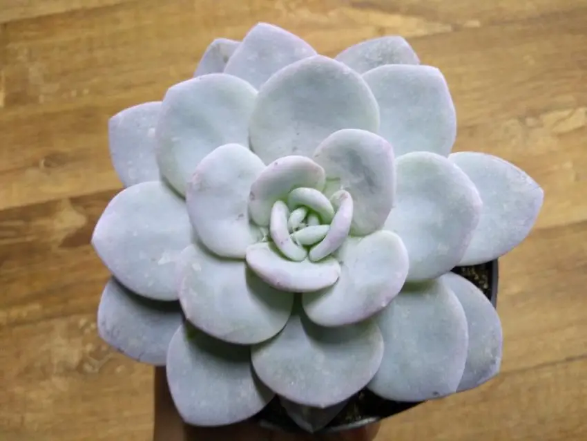 echeveria lauii