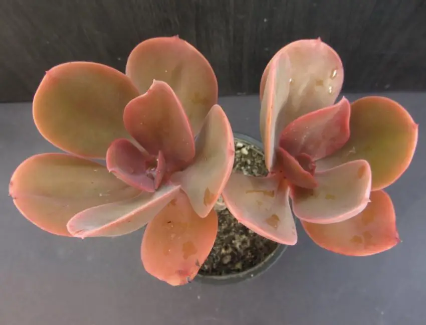 Echeveria: популярни видове, грижа и размножаване