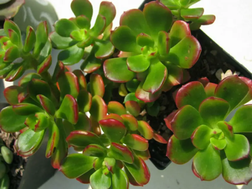 Echeveria: популярни видове, грижа и размножаване