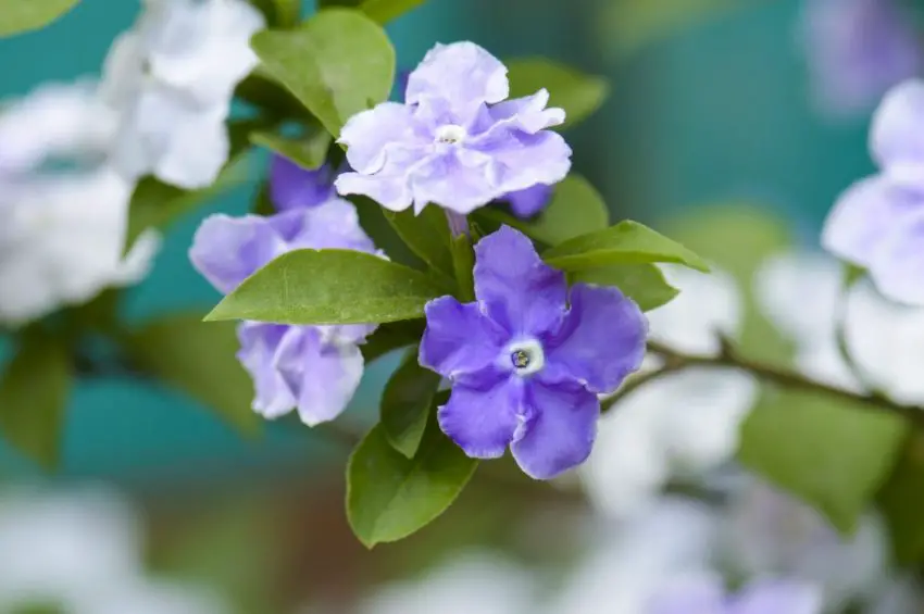 снимка на brunfelsia