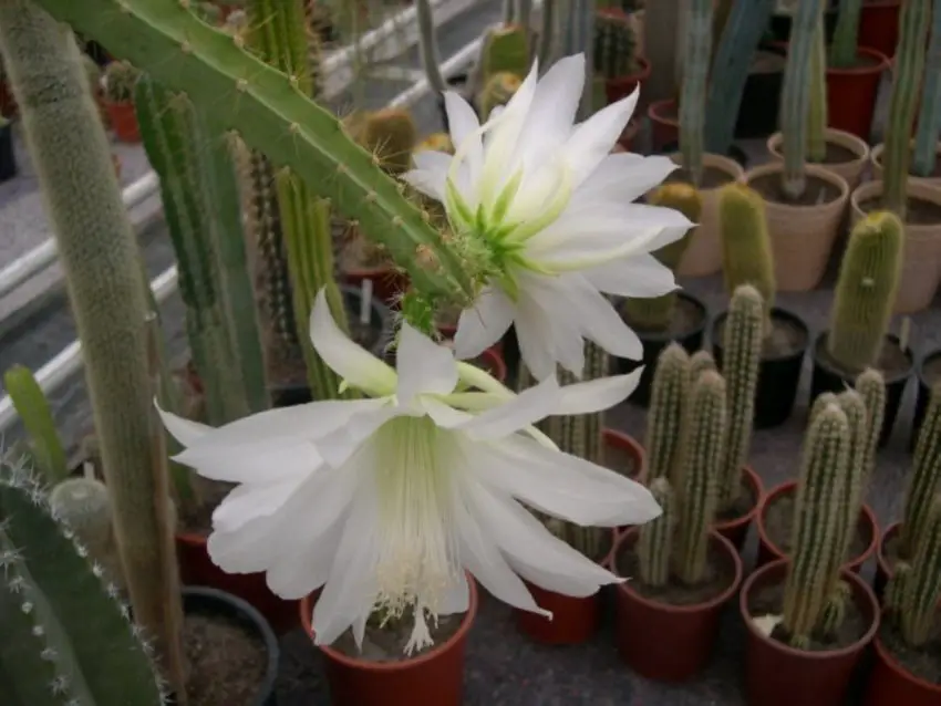 снимка на heliocereus