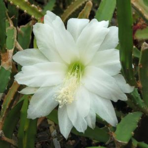 heliocereus