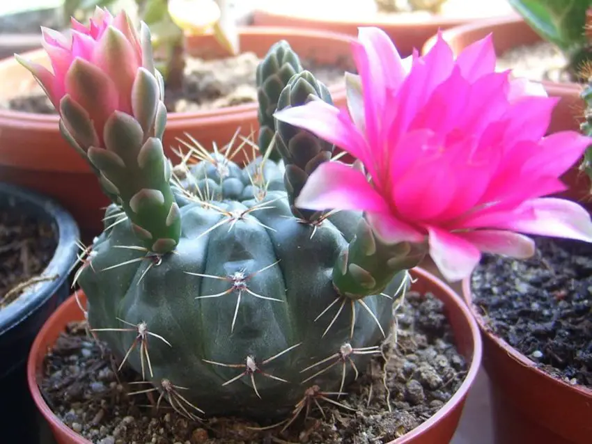 Gymnocalycium: отглеждане и грижи у дома