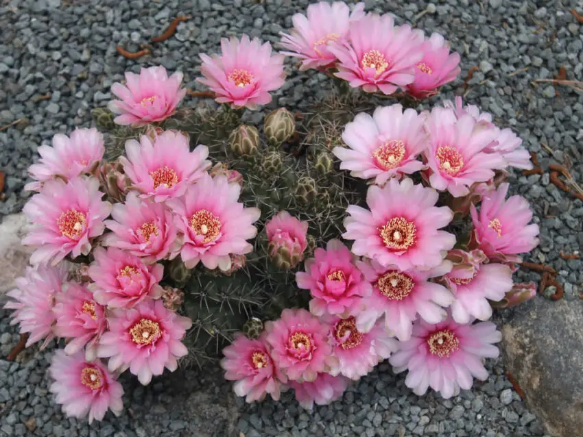 Gymnocalycium: отглеждане и грижи у дома