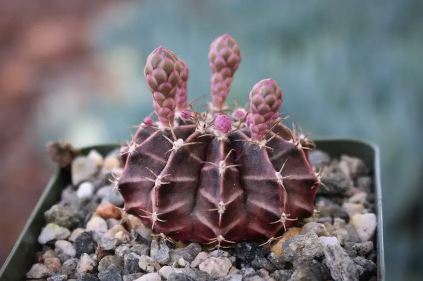 hymnocalycium friedrichum