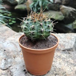 Gymnocalycium: отглеждане и грижи у дома