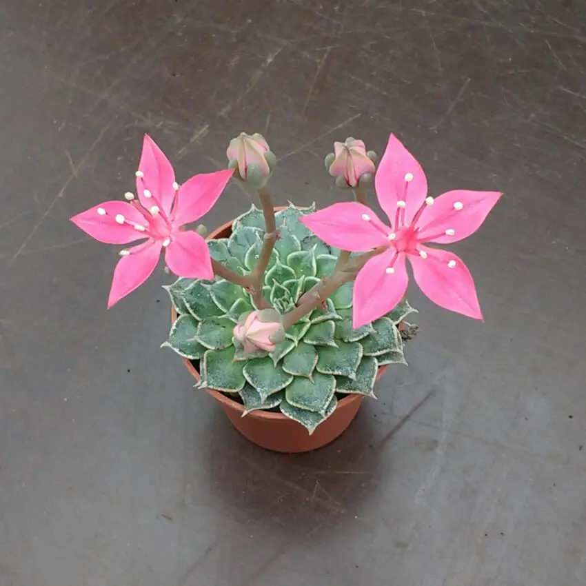 graptopetalum цъфтеж