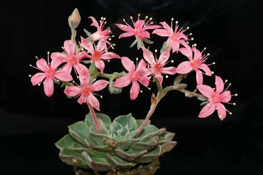 цвете graptopetalum