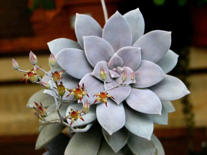 Graptopetalum: отглеждане и грижи у дома