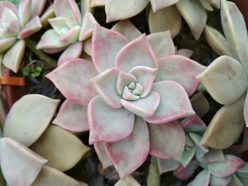 Graptopetalum: отглеждане и грижи у дома