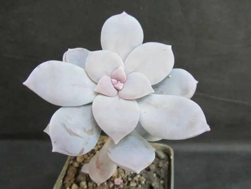 Graptopetalum: отглеждане и грижи у дома