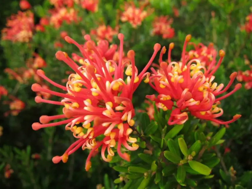 снимка на grevillea