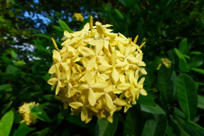 Ixora жълто