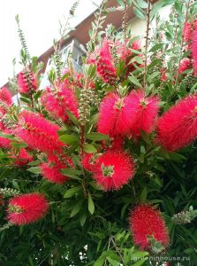 Callistemon растение