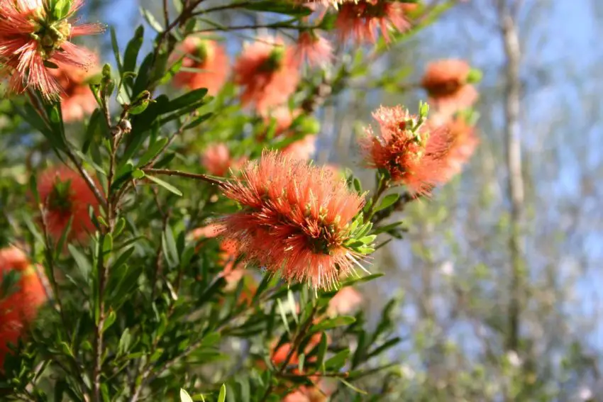 Callistemon: популярни видове, грижа и размножаване