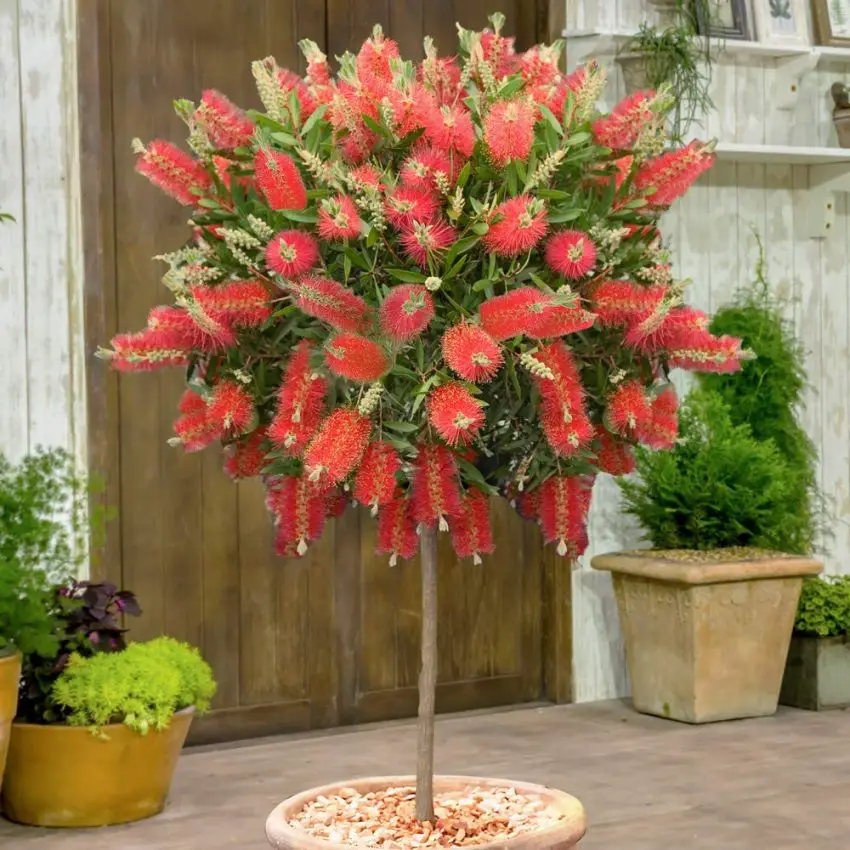 Callistemon: популярни видове, грижа и размножаване